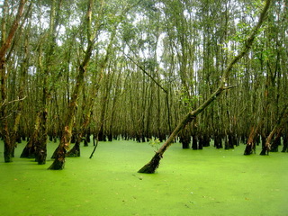 Tra Su Indigo Forest - Chau Doc - An Giang